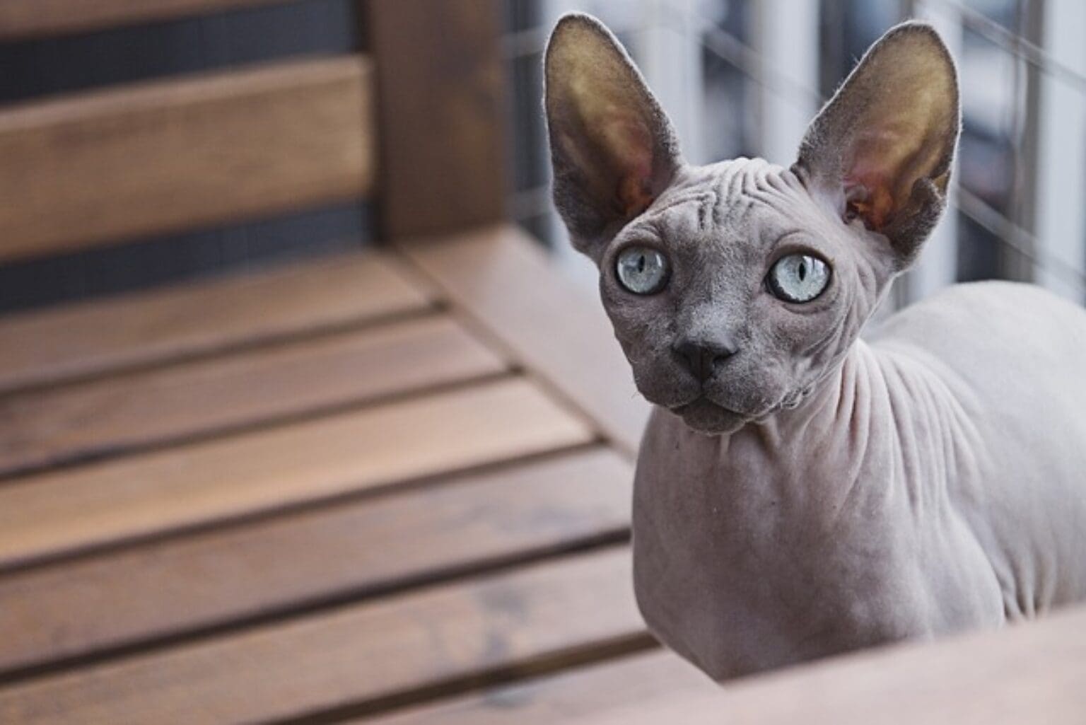 rassenportrait-der-sphynx-katze-alles-ber-charakter-haltung-und-pflege