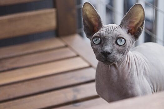 Sphynx Katze