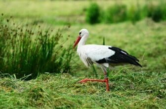 Storch läuft auf Gras