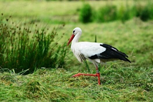 Storch läuft auf Gras