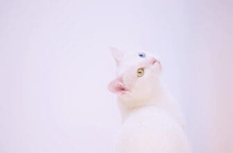 Türkisch Angora Katze