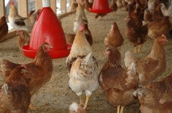 Viele Hühner im Stall
