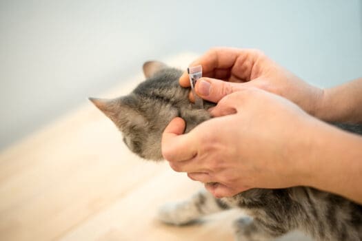 Zeckenmittel wird Katze aufgetragen