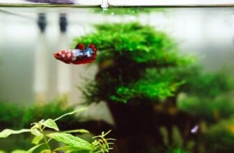 Aquarium mit Fokus auf Disch