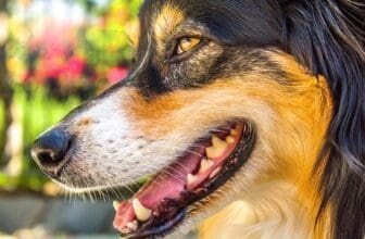 Australian Shepard von der Seite