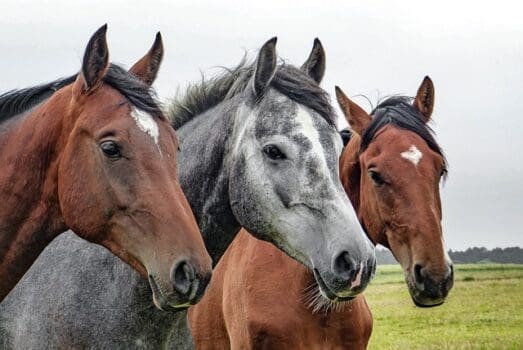 Drei Pferde auf der Weide