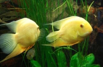 Gelbe Fische im Aquarium