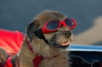 Hund Mit Brille