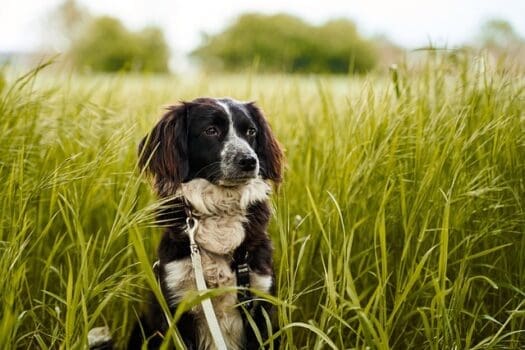 Hund sitzt süß im Gras