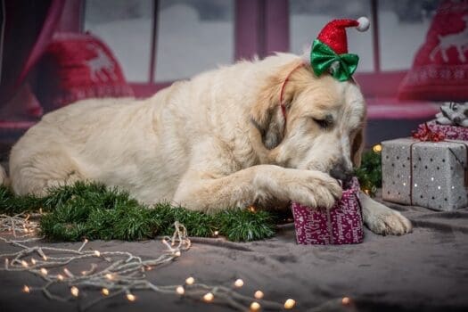 Hund spielt mit Weihnachtsgeschenk