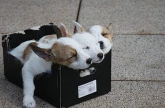 Hundewelpen im Schuhkarton