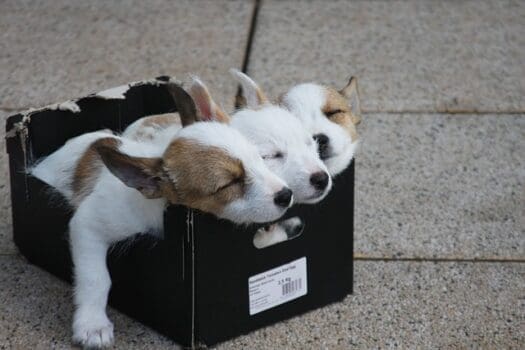 Hundewelpen im Schuhkarton