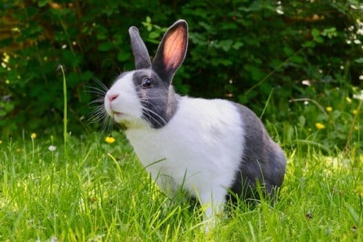 Kaninchen ist auf Wiese Gras
