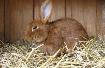 Kaninchen sitzt im Stroh