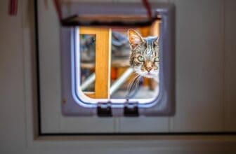 Katze guckt durch Katzenklappe