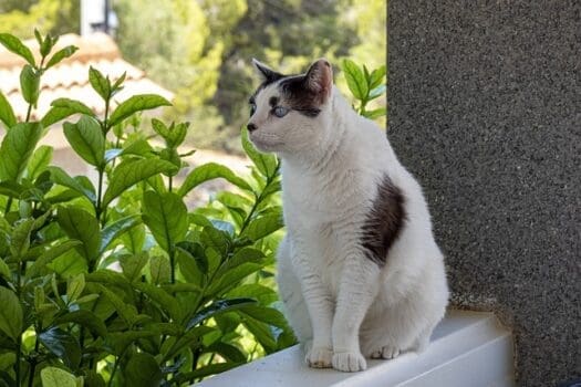 Katze steht auf Balkongeländer