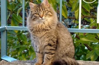 Katze steht auf Stein und guckt in die Kamera