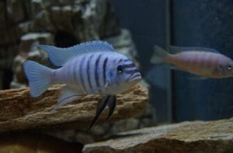 Metriaclima Zebra im Aquarium