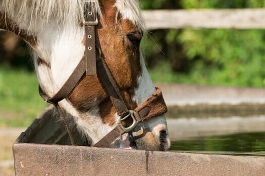 Pferd trinkt aus Tränke