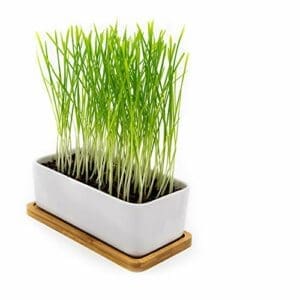 Pfotenolymp® Premium Katzengras Set | Pflanzset fertig mit Samen