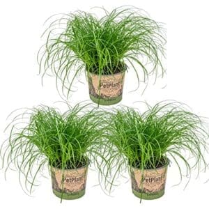 3x Cyperus ‚Zumula‘ Katzengras | Zimmerpflanze | Haustierfreundlich