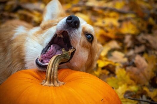 Hund will Kürbis fassen