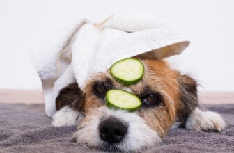 Hund liegt mit Gurken auf dem Kopf