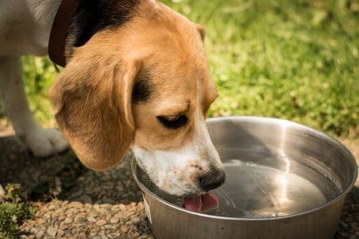 Hund trinkt Wasser aus Napf