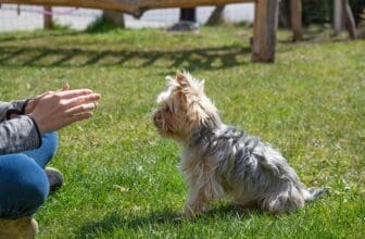 Hundeerziehung - Hund sitzt auf Rasen und bekommt Anweisung