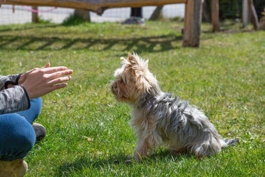 Hundeerziehung - Hund sitzt auf Rasen und bekommt Anweisung