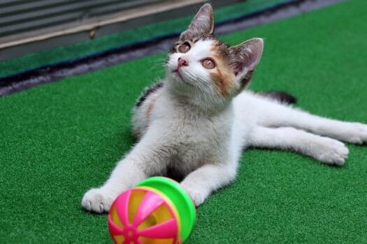 Katze auf Kunstgras mit Spielball