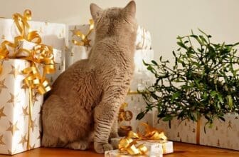 Katze sitzt zwischen Weihnachtsgeschenken