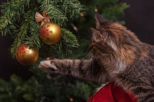 Katze spielt mit Weihnachtskugeln am Baum