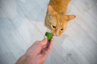 Katze wird mit Gurke gefüttert