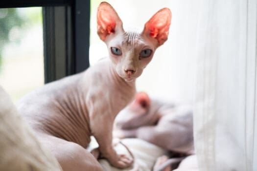 Kohona Katze Sphynx Katze