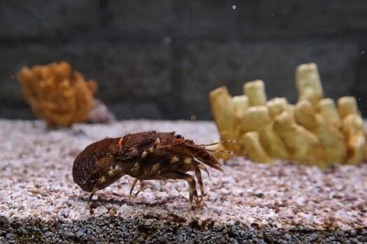 Krebs auf Aquariumboden