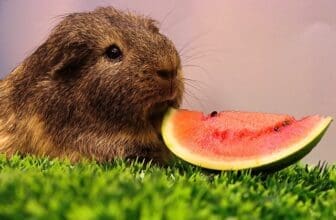 Meerschweinchen isst Wassermelone