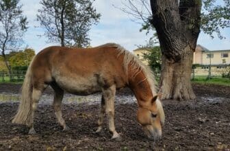 Pferd isst Erde