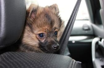 Spitz Hund guckt aus Autofenster