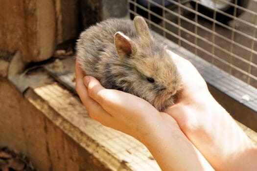 Zwergkaninchen sitzt auf Hand