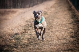 American Staffordshire Terrier am laufen
