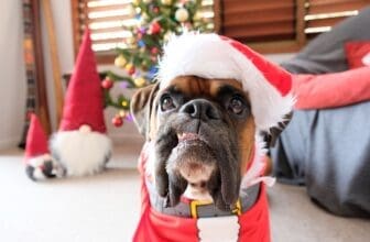 Boxer Hund mit Weihnachtsmütze