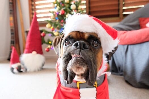 Boxer Hund mit Weihnachtsmütze