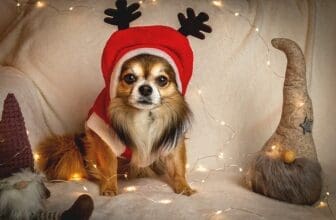 Chihuahua Weihnachten
