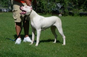 Dogo Argentino beim Training
