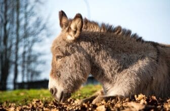 Esel liegt auf Laub