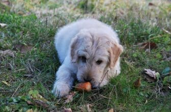 Hund isst Karotte