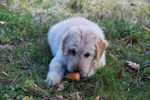 Hund isst Karotte