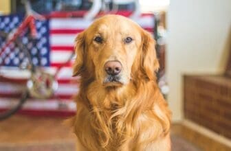 Hunde USA weißes haus
