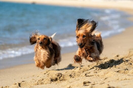 Hunde am Strand laufen